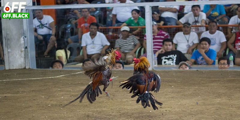 Chăm sóc và huấn luyện đóng vai trò quan trọng trong thành công của kê