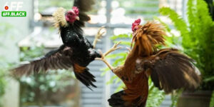Khám Phá Thế Giới Gà Đòn 6FF Tinh Hoa Trong Từng Thế Võ