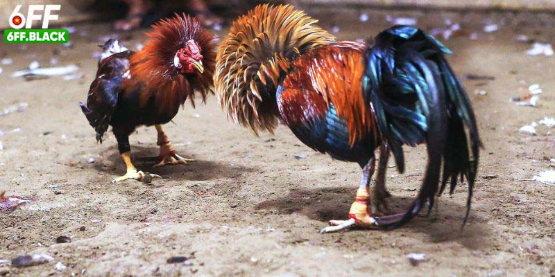 Kinh nghiệm khi tham gia đặt cược từ hội viên lâu năm