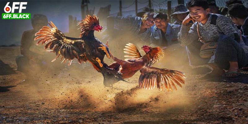 Tính minh bạch và công nghệ hiện đại trong đá gà 6FF